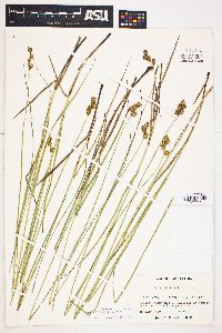 Carex bicknellii image