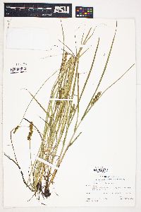 Carex brachyglossa image