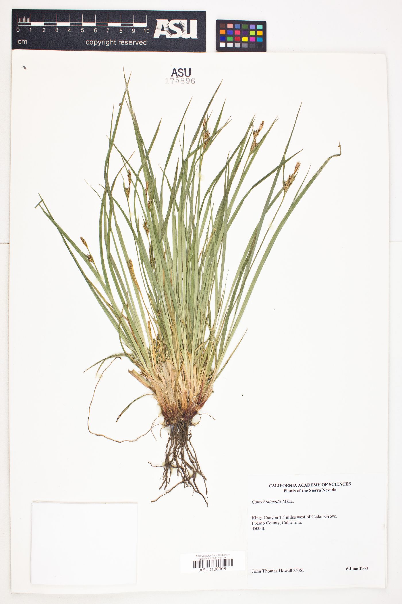 Carex brainerdii image