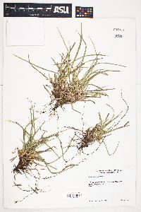 Carex brainerdii image