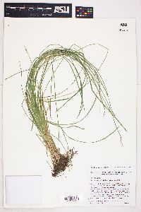 Carex bromoides var. bromoides image