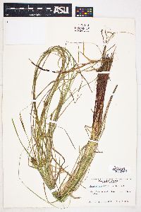 Carex bullata image