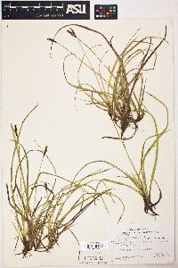 Carex concinnoides image