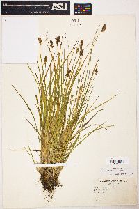 Carex crawfordii image