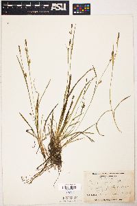 Carex chapmanii image