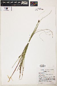 Carex chordorrhiza image