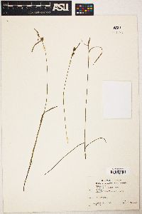 Carex cryptolepis image