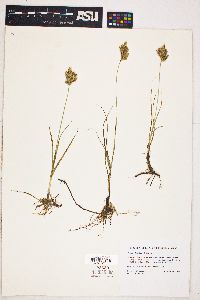 Carex douglasii image