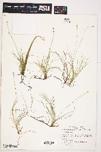 Carex eburnea image