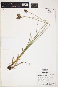 Carex egglestonii image