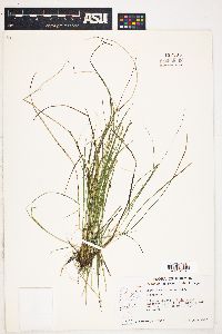 Carex elachycarpa image