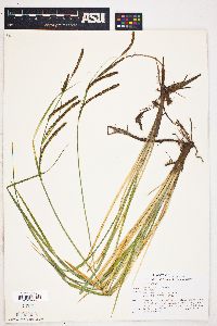 Carex emoryi image