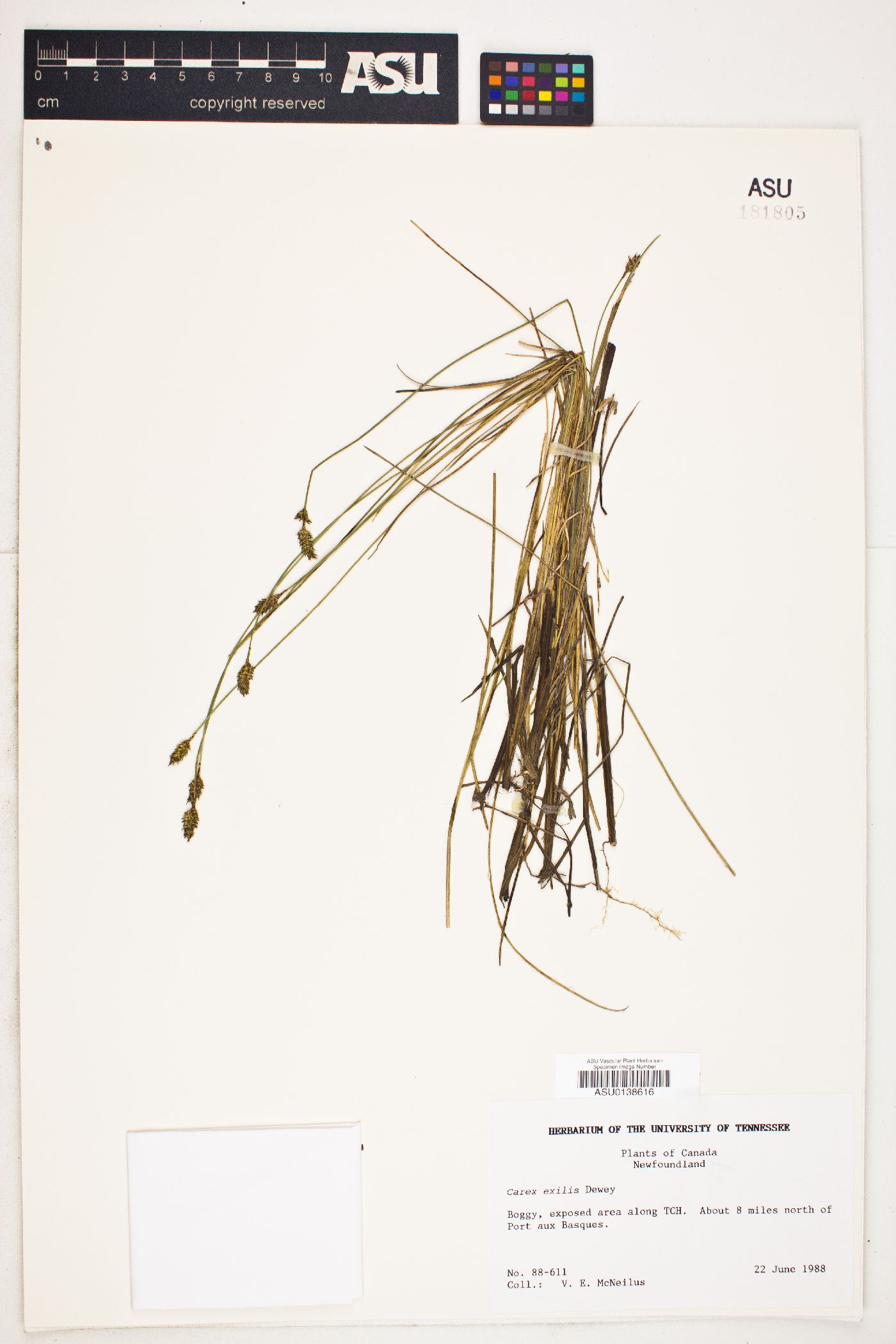 Carex exilis image