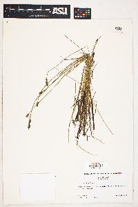 Carex exilis image