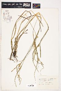 Carex folliculata image