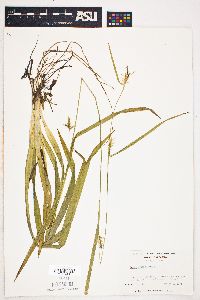 Carex folliculata image