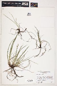 Carex geophila image