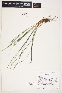 Carex geyeri image