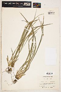 Carex grisea image