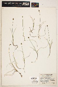 Carex gynocrates image