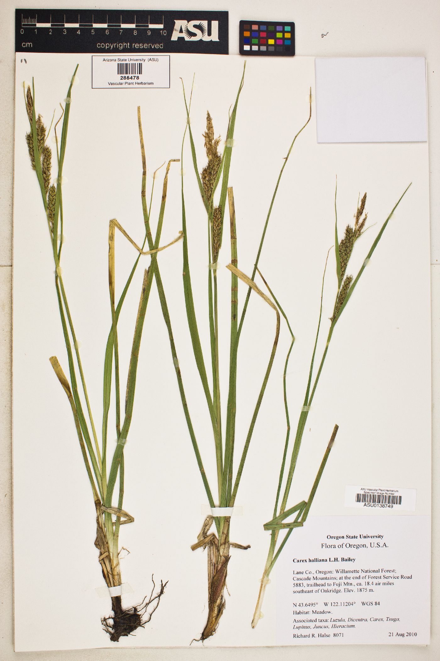 Carex halliana image