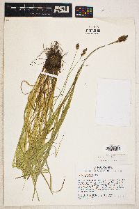 Carex harfordii image