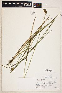 Carex harfordii image