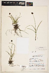 Carex haydeniana image