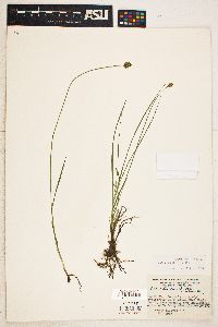 Carex hoodii image