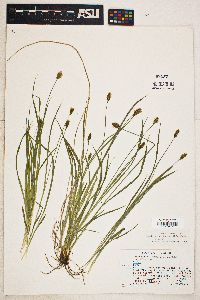 Carex hoodii image