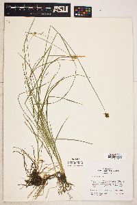 Carex hoodii image