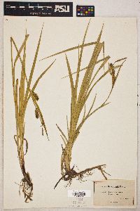 Carex houghtonii image