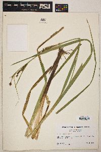 Carex lacustris image