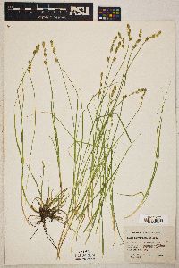 Carex laeviculmis image