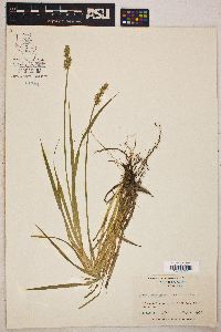 Carex laevivaginata image