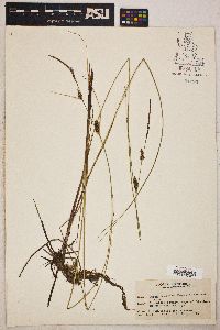 Carex lasiocarpa image