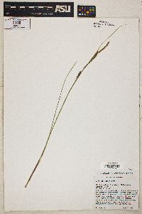 Carex lasiocarpa image