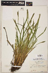 Carex latebracteata image