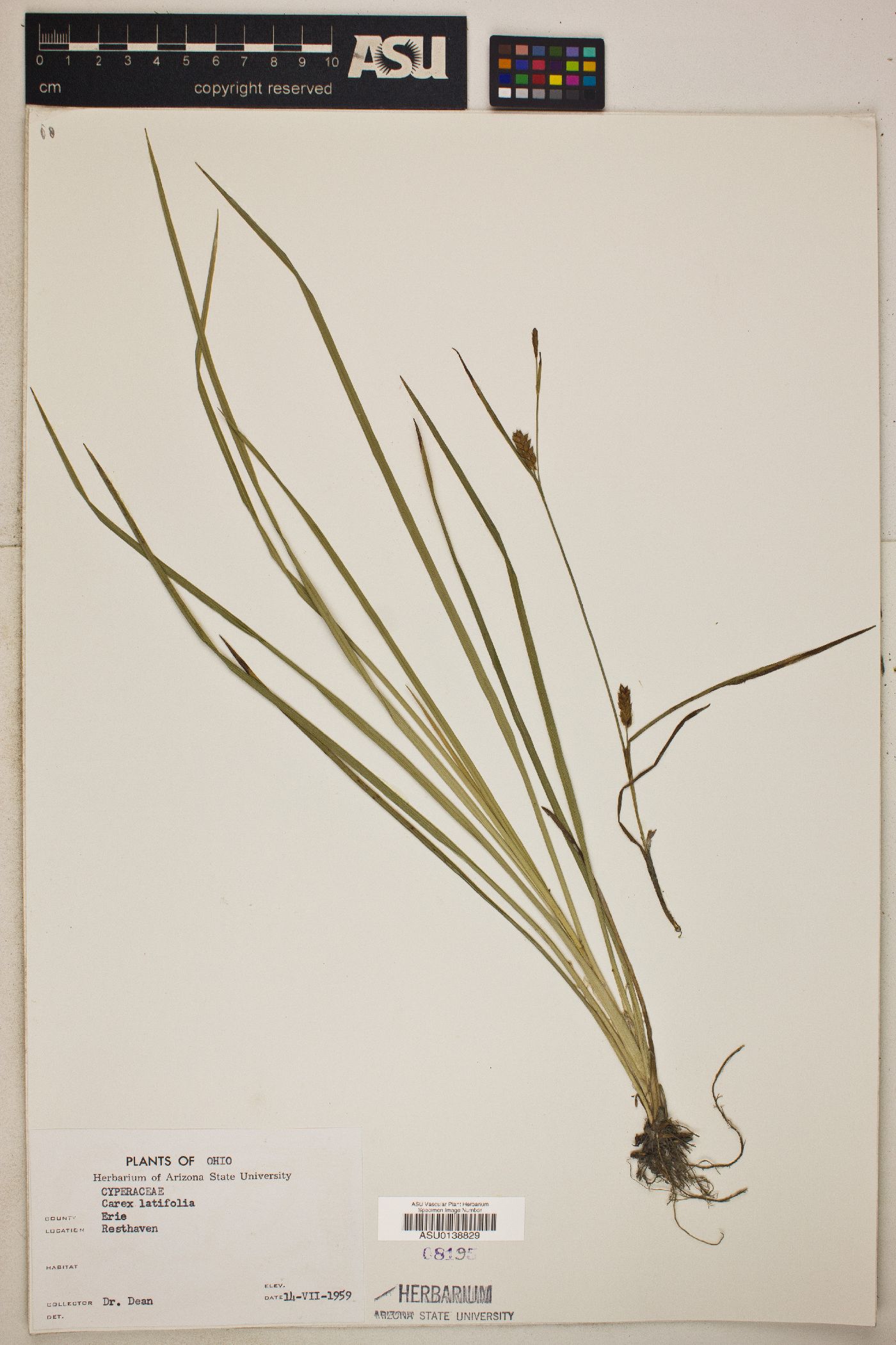Carex pseudocyperus var. pseudocyperus image