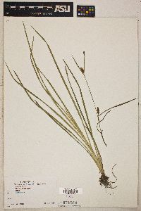 Carex pseudocyperus var. pseudocyperus image