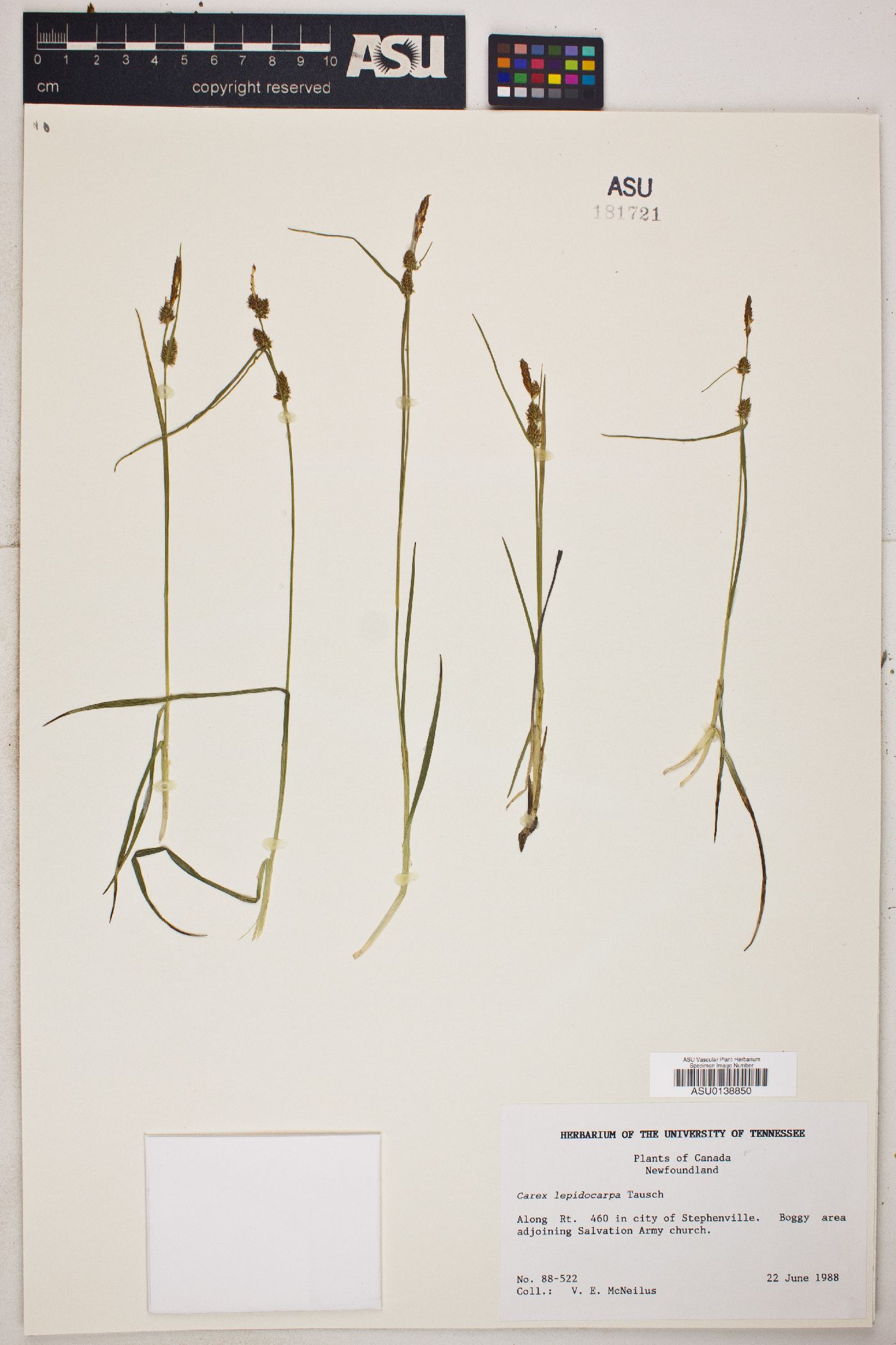 Carex lepidocarpa image