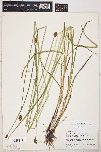 Carex leporina image