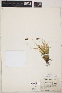 Carex leporinella image