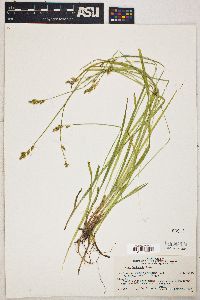 Carex leptopoda image