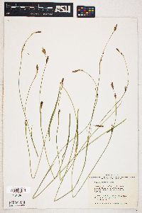 Carex luzulina image