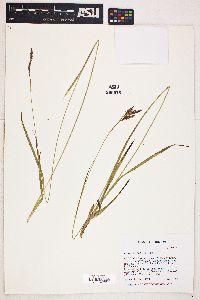 Carex luzulina image