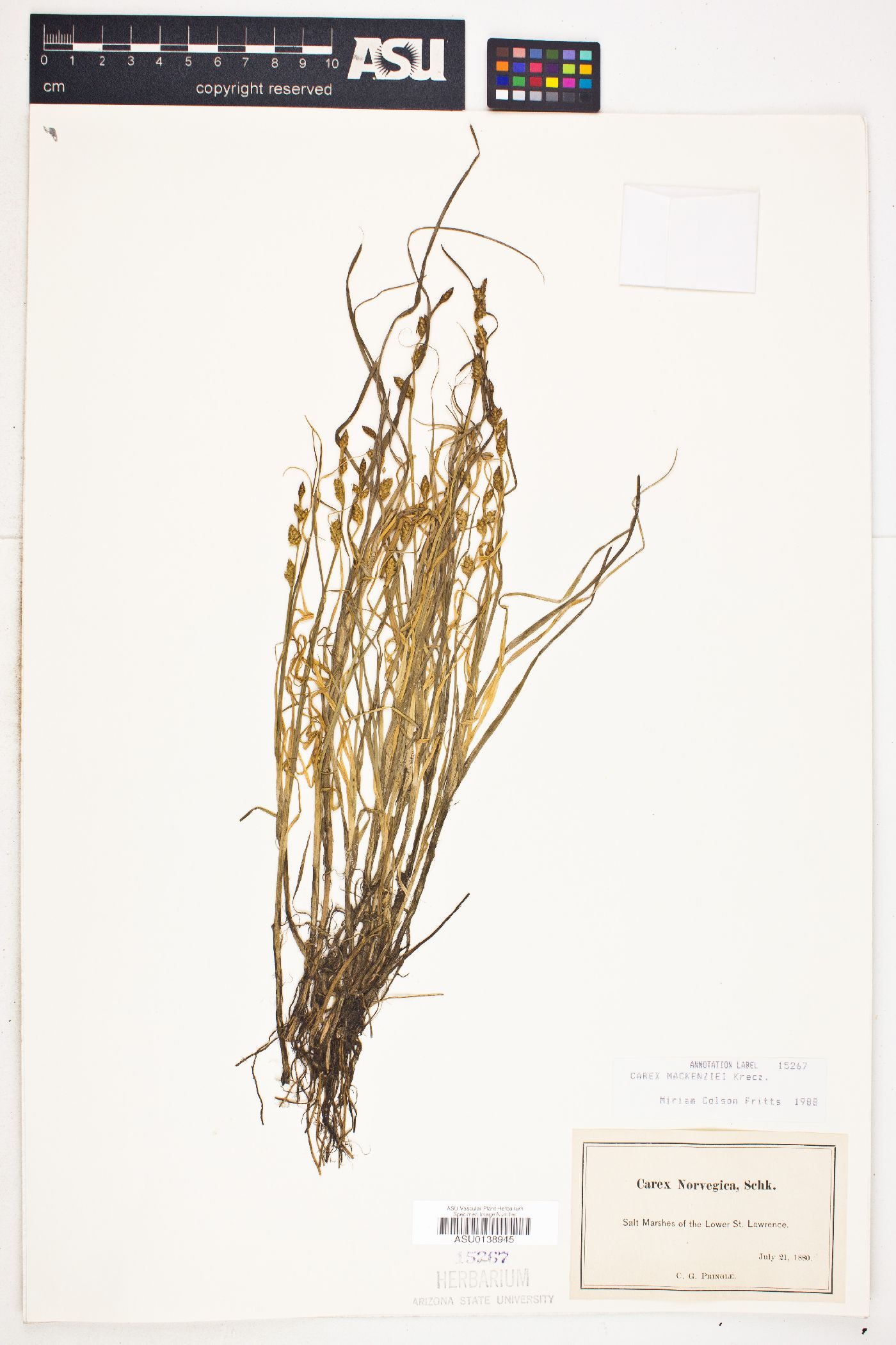 Carex mackenziana image