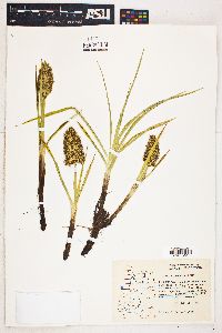 Carex macrocephala image