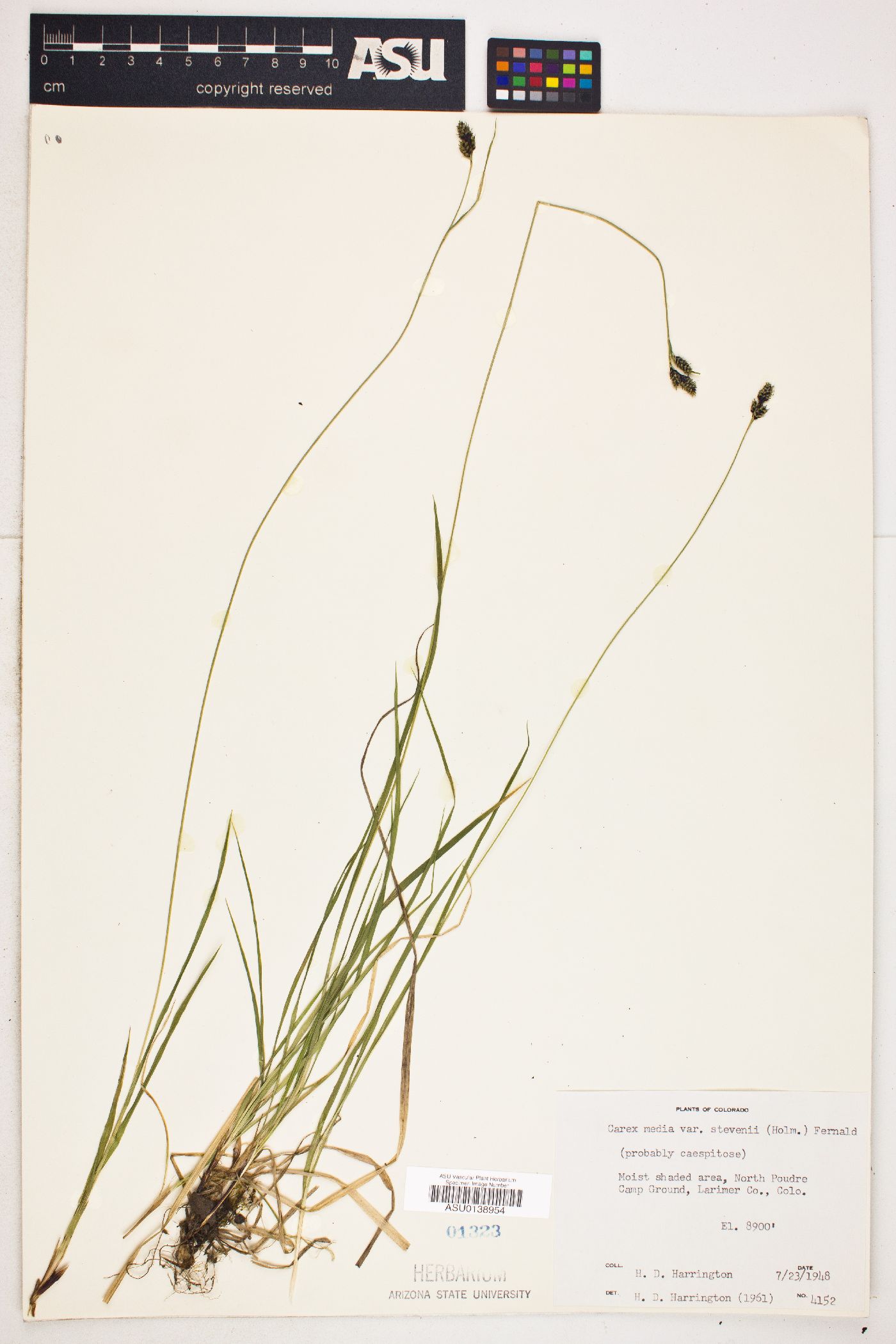 Carex media var. stevenii image