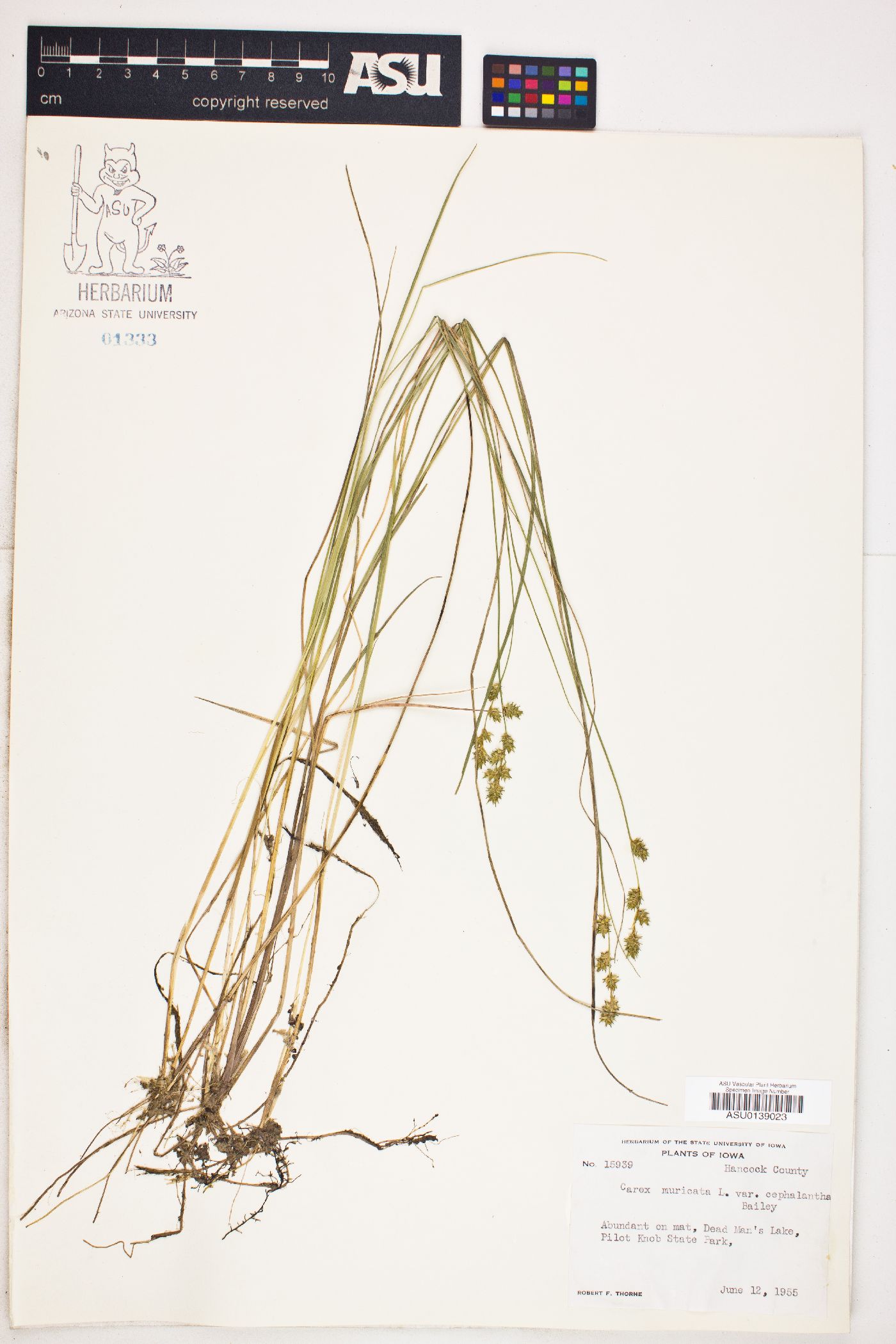 Carex muricata image